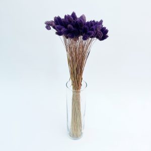 Phalaris ljubičasti – suho cvijeće