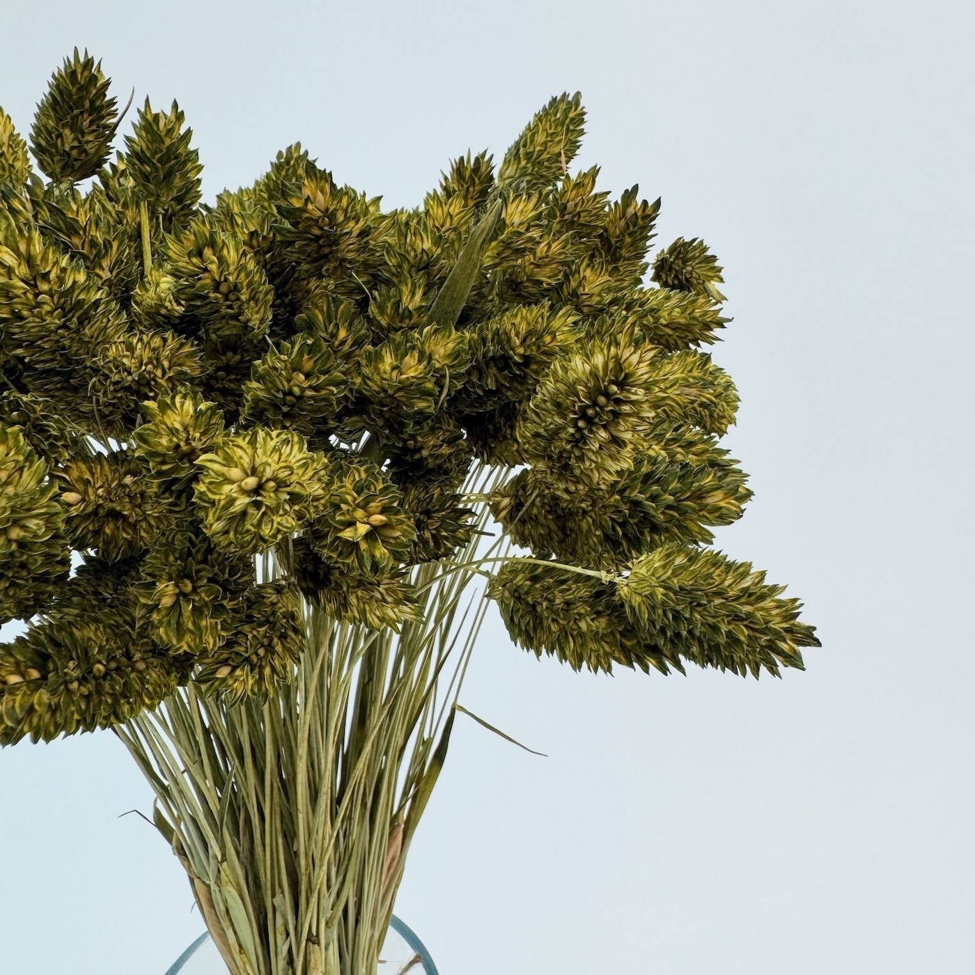 Phalaris maslina – suho cvijeće - Slika 2