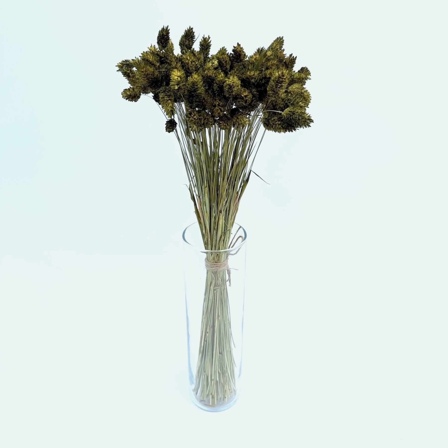 Phalaris maslina – suho cvijeće