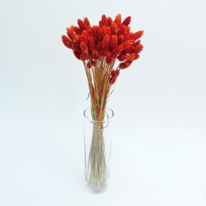Phalaris narančasti – suho cvijeće