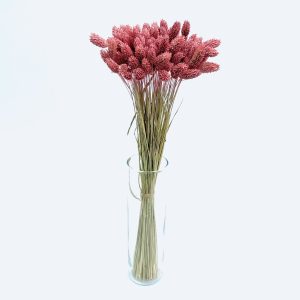 Phalaris gently pink - dried flowers