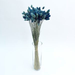 Phalaris blue - dried flowers