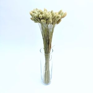 Phalaris natural - dried flowers