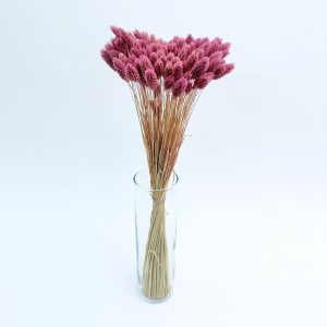 Phalaris lila - dried flowers