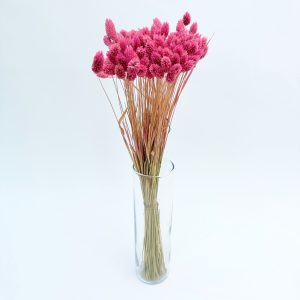 Phalaris pink - dried flowers
