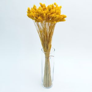 Phalaris žuti – suho cvijeće