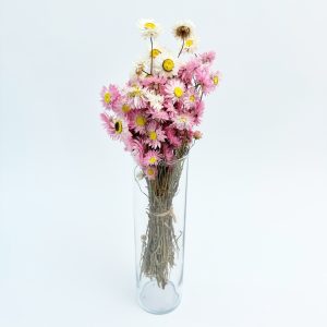 Rhodanthe bijelo/roza – suho cvijeće
