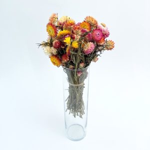 Slamarice (Xerochrysum bracteatum) šarene – suho cvijeće