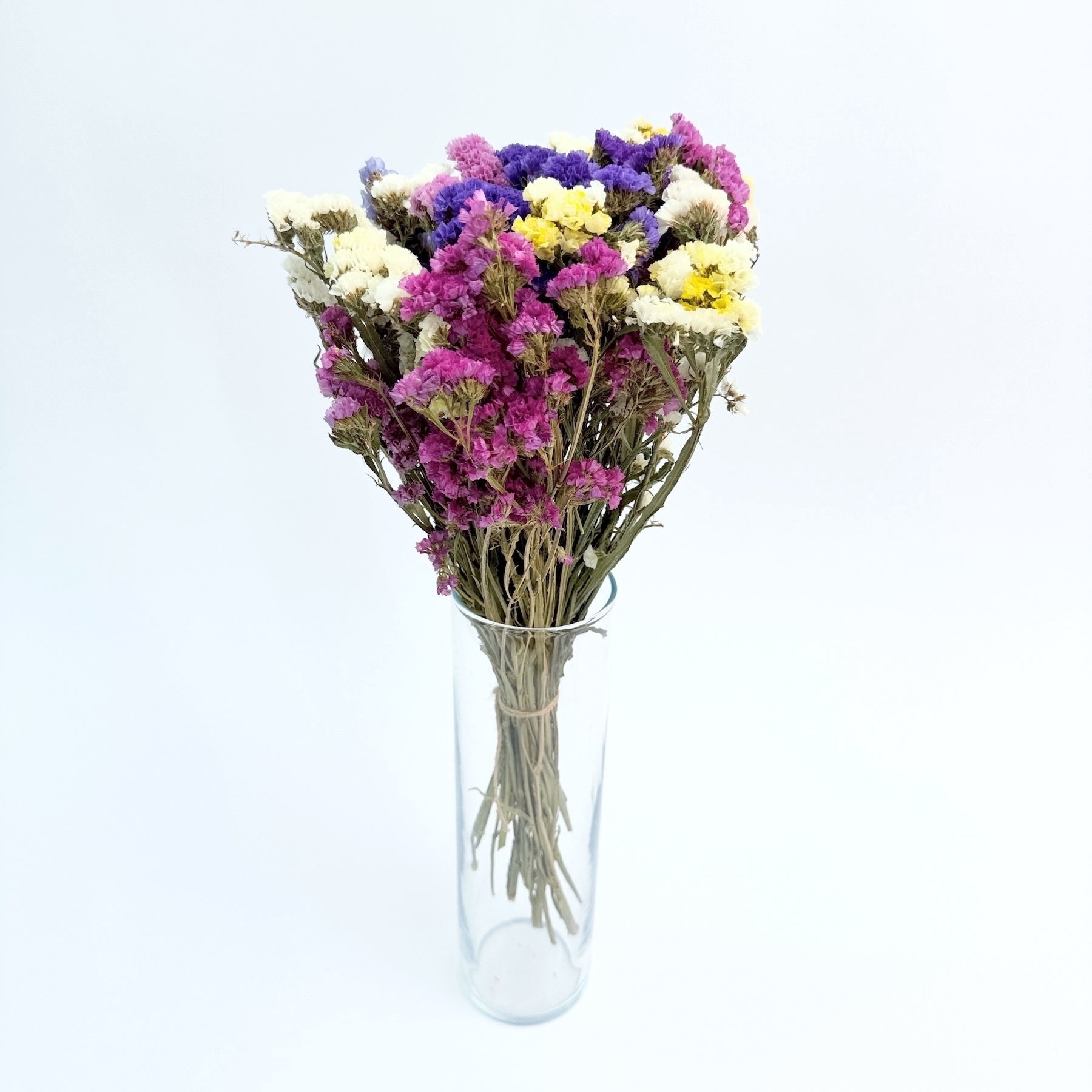Statica (Limonium sinuatum) šarena – suho cvijeće