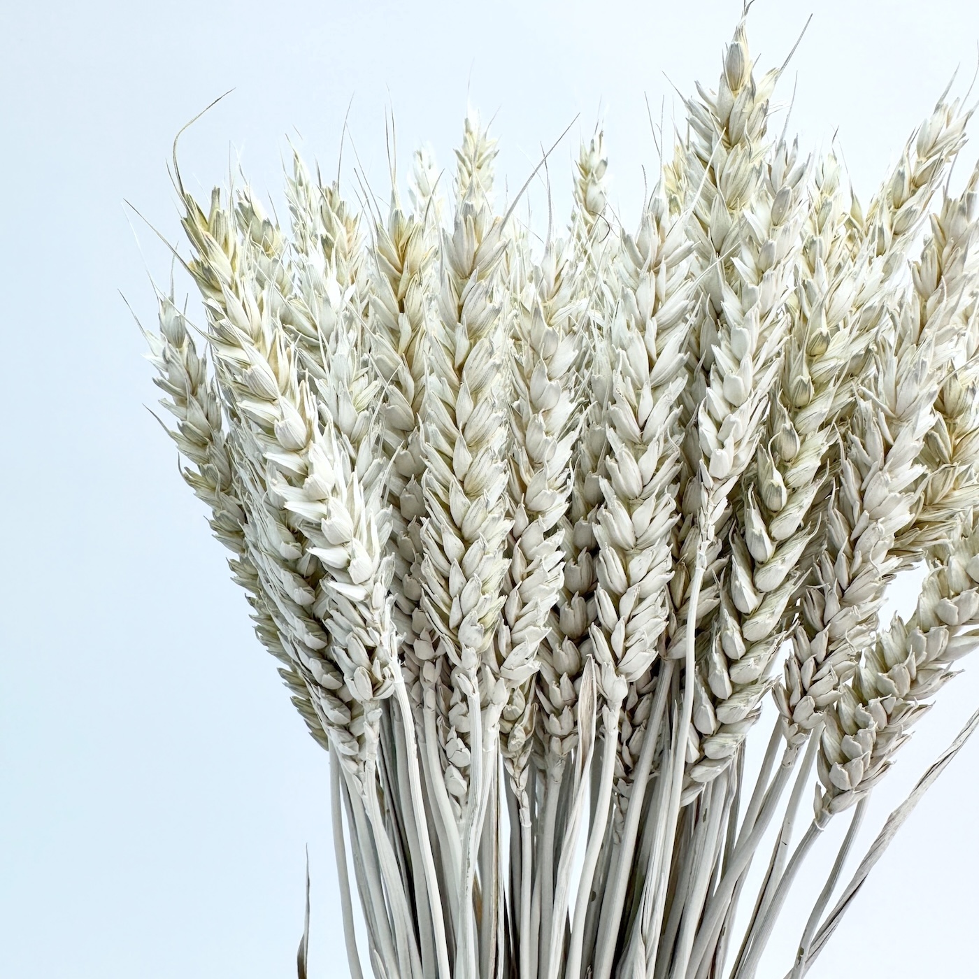 Žito (Triticum) bijelo – suho cvijeće - Slika 2