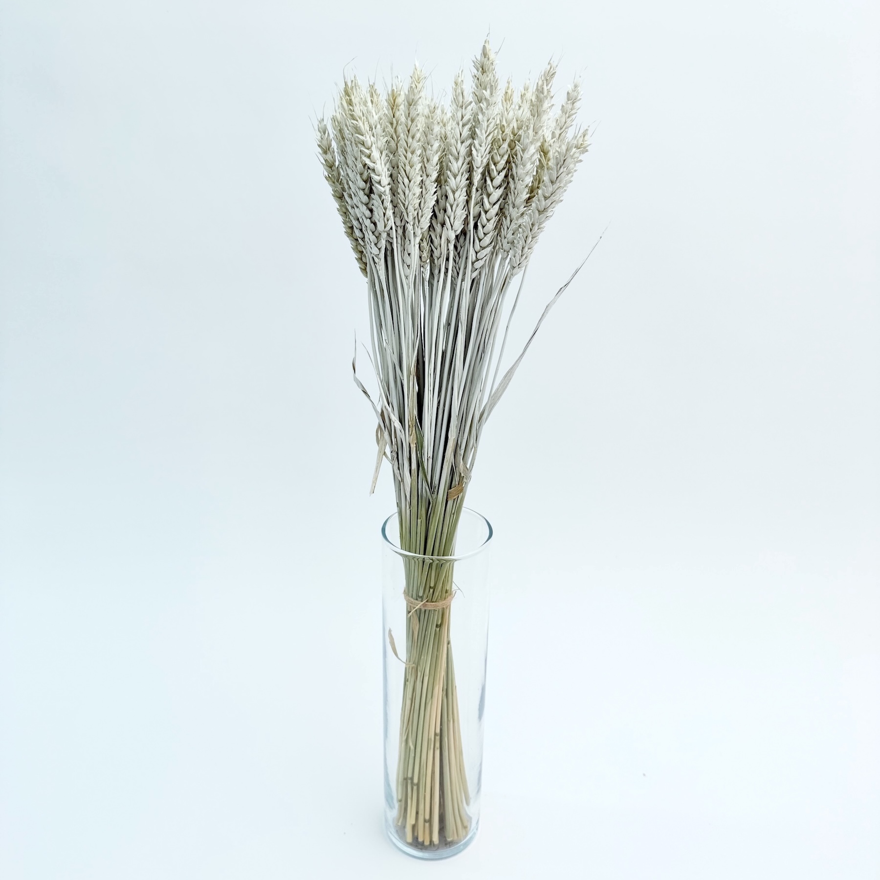 Žito (Triticum) bijelo – suho cvijeće