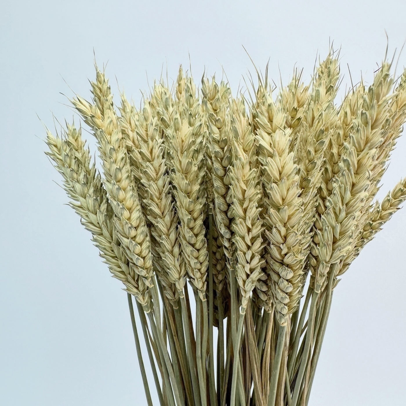 Grain (Triticum) naturally - dried flowers - Image 2