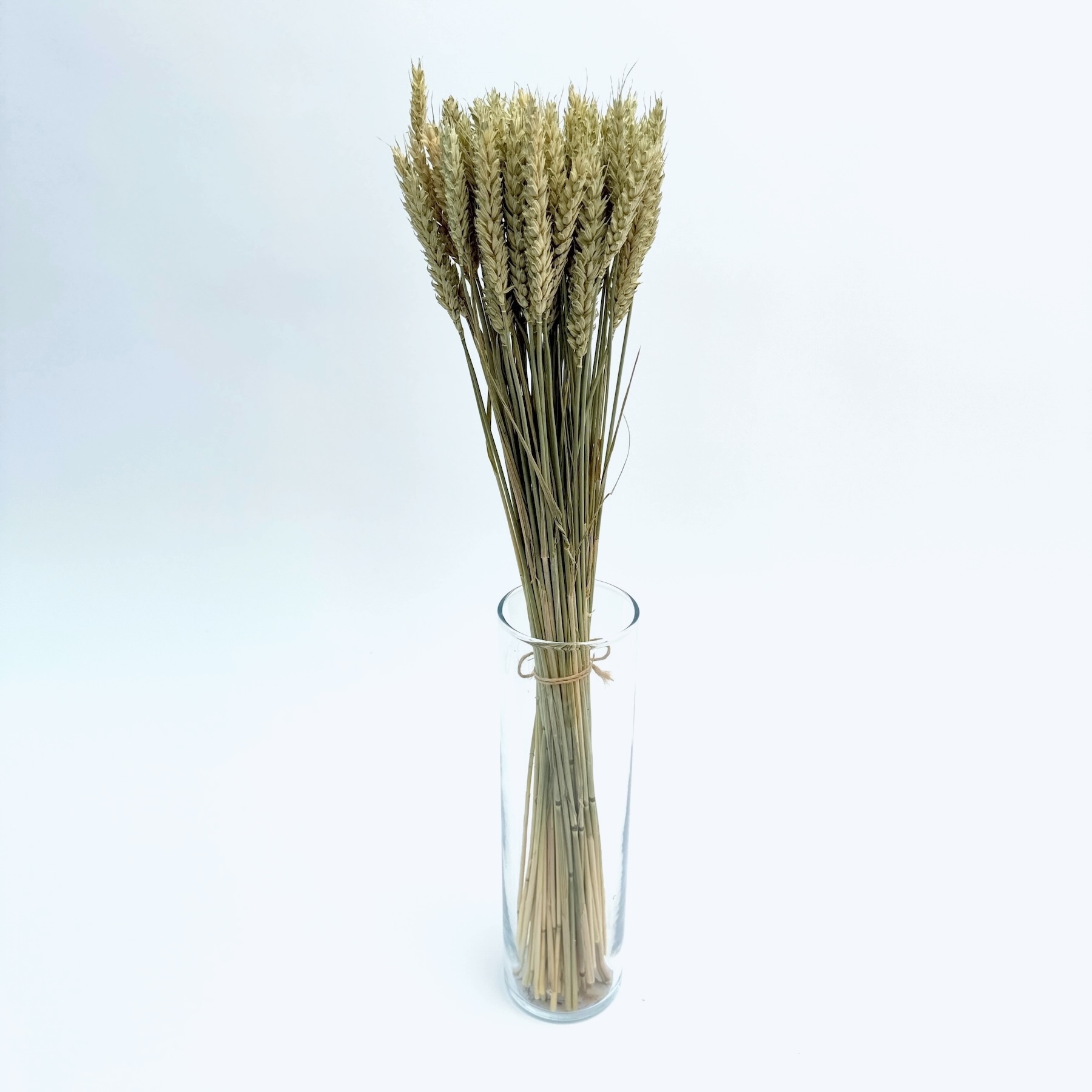 Grain (Triticum) naturally - dried flowers