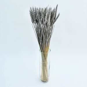 Žito (Triticum) srebrno – suho cvijeće