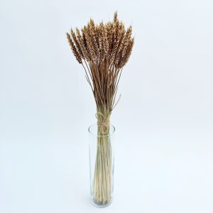 Žito (Triticum) zlatno – suho cvijeće